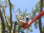 višinsko obrezovanje zaščitenih dreves Celtis australis, nadzor pod Zavodom za varstvo narave  (6)